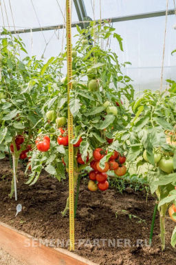 Томат Любаша - Партнер фото 5