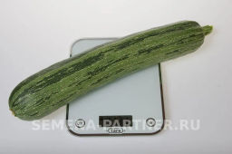 Кабачок Зебра - Партнер фото 4