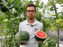 Арбуз Юнкер - Партнер фото 2