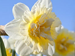 Цена за 3 шт. Нарцисс Ice King (Айс Кинг) - Долина роз фото 5