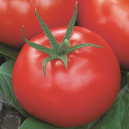 5111D Томат Сударь F1 5шт