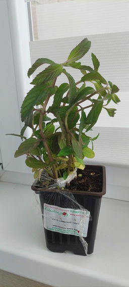 Мята Шведский лимон