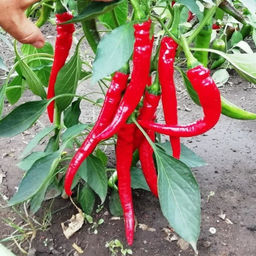 Перец Кайенский Длинный Джо - Joes Long Cayenne