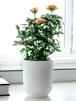 Горшок цветочный VipSet Эйва 1,6л белый дренажная система, фитильный полив AMО-1,6-01 /КРАССУЛА/  фото 2