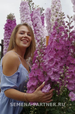 Дельфиниум Пинк Пунш - Партнер фото 4