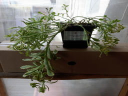 Очиток Миддендорфа Вариегата