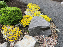 Очиток Кейп Бланко