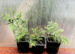 Туя Брабант вариегата сеянцы 10-20 см - 1000корней фото 2