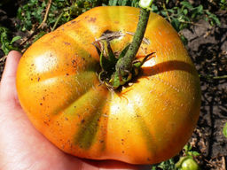 Помидоры Tobolsk - Тобольск