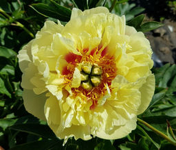 Пион Itoh Prairie Charm - Голландские луковицы фото 3