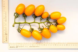 Томат Гейша - Партнер фото 5