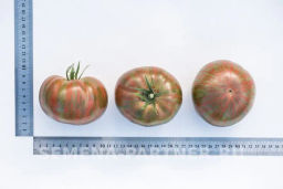 Томат Полосатый Шоколад - Партнер фото 4