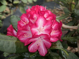 Рододендрон Ann Lindsay (Энн Линдси) - Долина роз фото 3