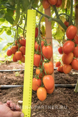 Томат Пламя - Партнер фото 6