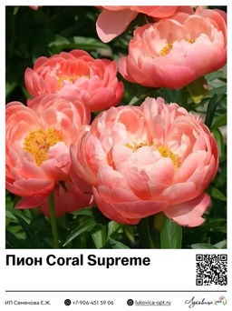 Пион Coral Supreme