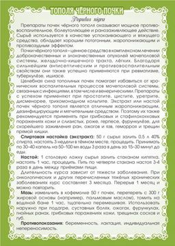Тополь чёрный (почки) - Мариславна фото 3