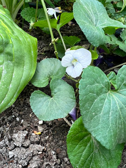 Фиалка мотыльковая белая