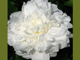 Пион Shirley Temple (Ширли Темпл) - Долина роз фото 2