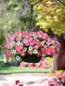 Петуния Изи Вэйв Рози Доун каскадно-ампельная розовая - Партнер фото 4