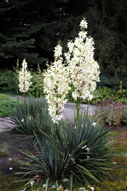 Юкка Filamentosa (Нитчатая)