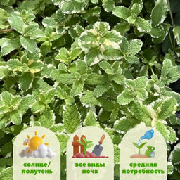 Мята Ананасная