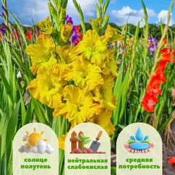 Гладиолус Блитц 5 шт - Долина роз фото 2