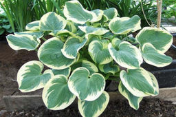 ХОСТА Барбара Энн Разбор 1 n Кол-во упак., шт 1