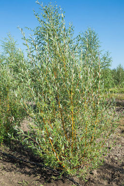 Ива Памяти Бажова