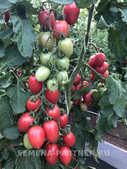 Томат Малиновое Пламя - Партнер фото 5