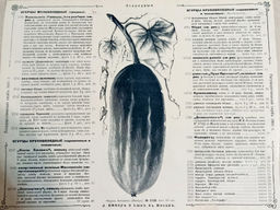 Огурцы Аксельские от Помидома - Дом помидоров фото 2