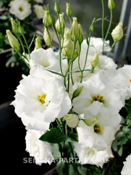 Эустома срезочная махровая молочно-белая Мадам Лорен - Партнер фото 3