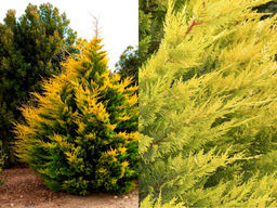 Купрессоципарис лейланда Голд Райдер - Долина роз фото 2