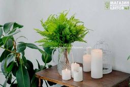 135	Папоротник 4