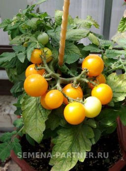 Томат Балконное Чудо Жёлтый - Партнер фото 3