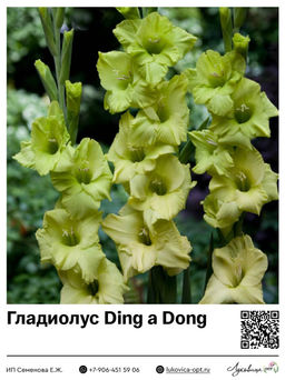 Гладиолус Ding a Dong