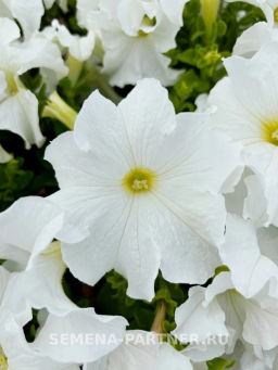 Петуния Кашарель Сноу Кап крупноцветковая компактная - Партнёр фото 3