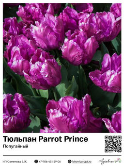 Тюльпан Parrot Prince (Попугайный)