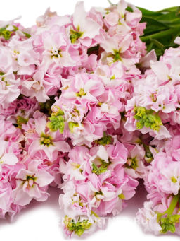 Маттиола срезочная махровая Бьютифул Парфюм Черри Блоссом - Партнер фото 3