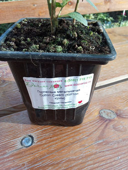 Гортензия метельчатая Коттон Крим