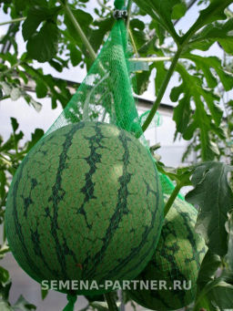 Арбуз Фейерверк - Партнер фото 3