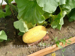 Дыня Багира - Партнер фото 5