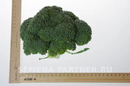 Капуста брокколи Фиеста - Партнер фото 4