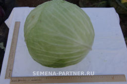 Капуста белокочанная среднепоздняя (для квашения) Фаворит - Партнер фото 5