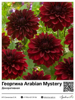 Георгина Arabian Mystery (Декоративная)