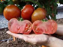 Томат Тасманский Шоколад - Партнер фото 8