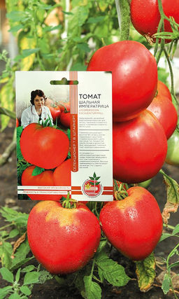 Томат ШАЛЬНАЯ ИМПЕРАТРИЦА коллекция Татьяны Штайнерт Авторская селекция