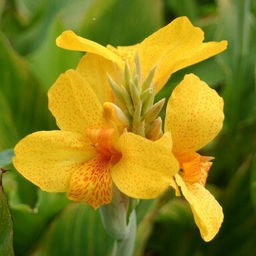 Канна Caballero (Зеленолистная) - Голландские луковицы фото 2