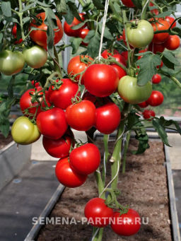 Томат Липинец - Партнер фото 3