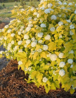 Пузыреплодник калинолистный Dart's Gold