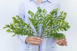 Зелень 6 - Зеленый